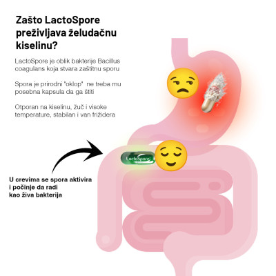 LACTOSPORE® PROBIOTIC BASIC SUPPLEMENTS - 90 CAPSULES